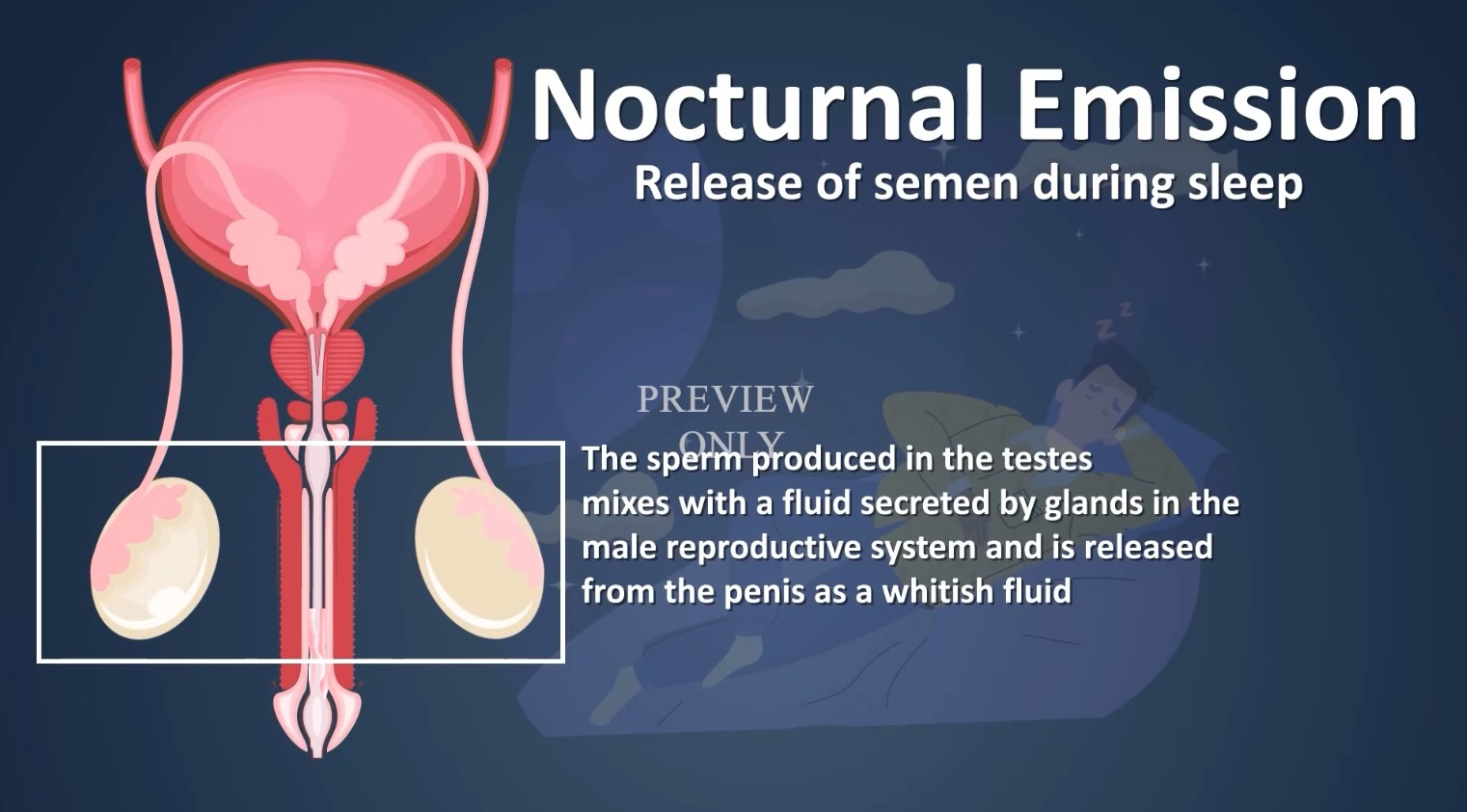 Explainer diagram on the male reproductive system